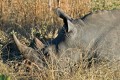 White Rhinoceros. Selati Camp, SabiSabi, South Africa.