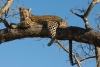 Leopard. Selati Camp, SabiSabi, South Africa.