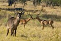 Male Waterbock with two male Impala behind. Xugana Island Lodge, Okavango, Botswana.