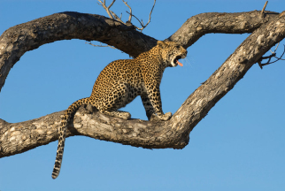 Leopard