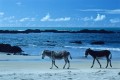 Beach scene, Northern Brazil.