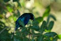 Greater Blue-eared Glossy Starling. Xugana Island Lodge. Okavango, Botswana.