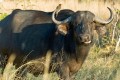 Buffalo. Camp Moremi, Moremi, Botswana.