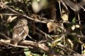 African Barred Owl. Camp Moremi, Moremi, Botswana.