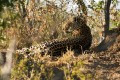 Leopard. Selati Camp, SabiSabi, South Africa.