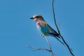 Lilac-breasted Roller. Savute Safari Lodge, Chobe, Botswana.