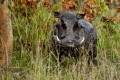 Warthog. Selati Camp, SabiSabi, South Africa.